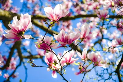 How To Grow And Care For Magnolia Trees