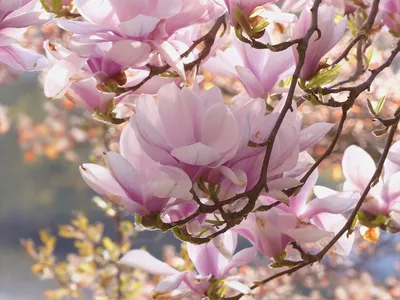 Saucer Magnolia, Magnolia x soulangiana, Monrovia Plant