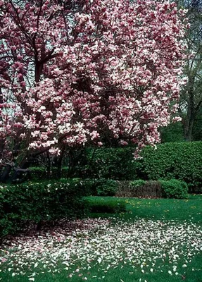 Jane Japanese Magnolia Trees For Sale at Ty Ty Nursery