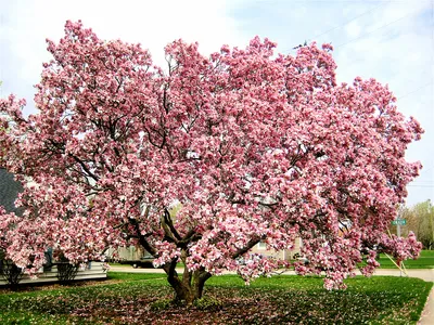 Магнолия (Magnolia) Полезно и интересно знать Интернет-магазин «Пролисок» -  садовые растения почтой