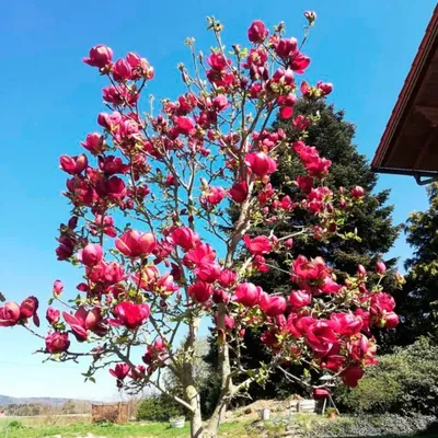 Deciduous Magnolia Varieties - Learn About Deciduous Magnolia Trees |  Gardening Know How