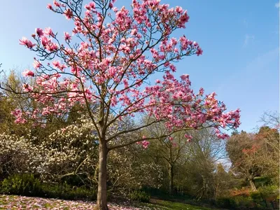 Saucer Magnolia (Chinese Magnolia) Tree/Shrub - 6-12\" Tall Live Plant