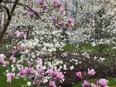 11 Dwarf Magnolia Tree Varieties For Your Home or Garden