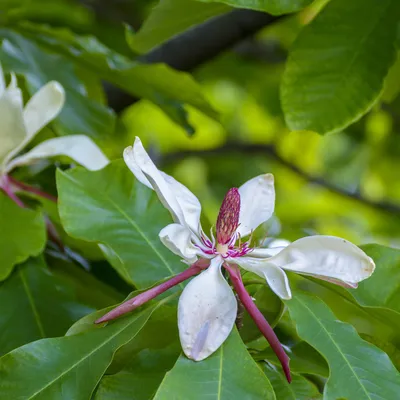 12 Popular Types of Magnolia Trees and Shrubs