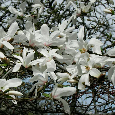 Magnolia virginiana Northern (Sweetbay Magnolia) – MySeedsCo