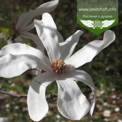 Магнолия Лебнера 'Merrill' Magnolia loebneri 'Merrill' - купить в Киеве и  области, справедливая цена - Green Garth (Грин Гарт)