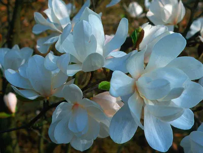 Magnolia loebneri 'Merrill', Магнолия Лебнера 'Меррилл'|landshaft.info