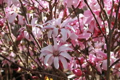 Магнолия Лебнера (Magnolia loebneri)