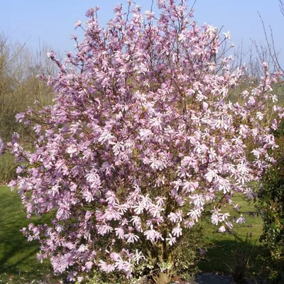 Магнолия Лебнера Леонард Мессел (Magnolia loebneri Leonard Messel) |  Питомник растений Сосны