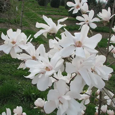 Магнолия Лебнера Меррил (Magnolia loebneri Merrill)