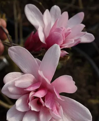 Магнолия Лебнера, magnolia × loebneri