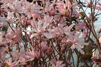 В дендрарии-заповеднике цветет магнолия Лебнера. Фото — Экология АКИpress