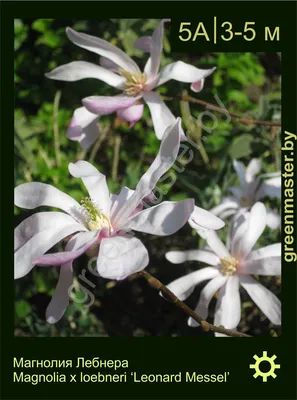 Магнолия Magnolia loebneri 'Raspberry Fun' | Питомник Тайга