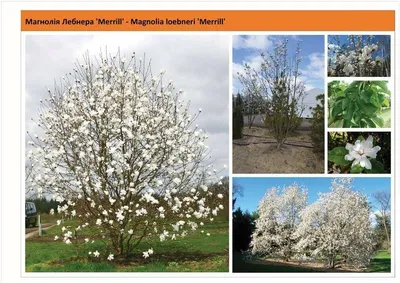 Магнолия Лебнера Меррил (Magnolia loebneri Merrill)