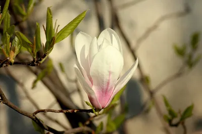 Магнолия Цветок Магнолии Весна - Бесплатное фото на Pixabay - Pixabay