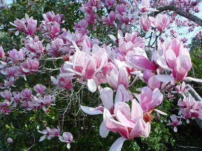 Магнолия Суланжа (Magnolia soulangeana)