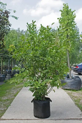 Магнолия Кобус ✓ купить саженцы в питомнике в Москве, Туле, Белгороде