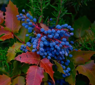 Магония падуболистная \"Mahonia\"