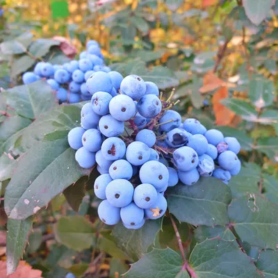 Магония падуболистная - Mahonia aquifolium