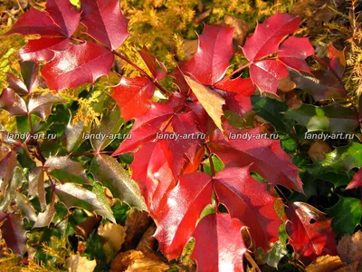 Магония падуболистная (mahonia aquifolium) — путеводитель по отдыху в Крыму