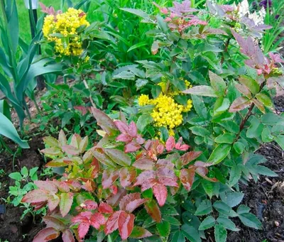 Магония падуболистная / Mahonia aquifolium