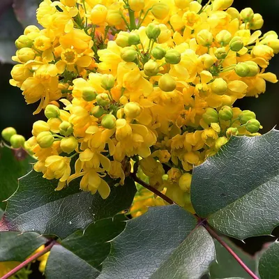 Blue Barberry - Магония | Mahonia aquifolium - synonym of Be… | Flickr