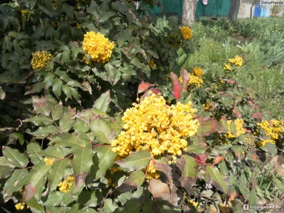 Магония падуболистная \"Mahonia\"