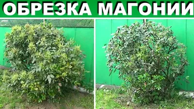 Магония падуболистная (Mahonia aquifolium) купить для ландшафтного дизайна  в Москве