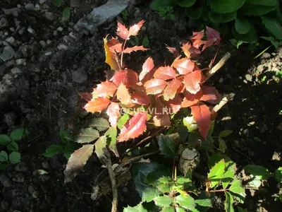 Магония падуболистная Mahonia aquifolium C10/35-40 2700