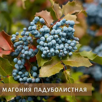 Магония ползучая, Mahonia repens