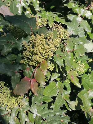 Магония падуболистная саженцы (Мahonia aquifolia) 10-15 см горшок 0,5 л,  цена в Новосибирске от компании Кирсанов Сергей Сергеевич