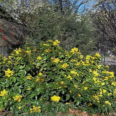 ШКОЛА ОЛЬГИ КРАСУЛИНОЙ on Instagram: “🍃МАГОНИЯ ПАДУБОЛИСТНАЯ Магония  падуболистная – вечнозеленый кустарник из семейства барбарисовые, к… |  Кустарники, Композиция