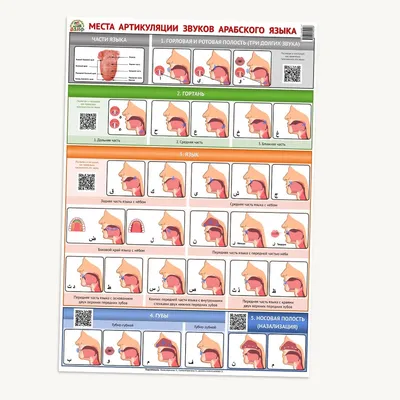 Плакат \"Места артикуляции звуков арабского языка\"