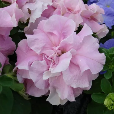 Петунии Цветущий сад МЦ Петуния махровая ТРИУМФ - купить по выгодным ценам  в интернет-магазине OZON (788065620)