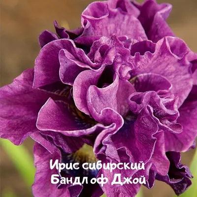 Ирис бородатый «Holidey Parade» — 35 — Купити квіти в Україні