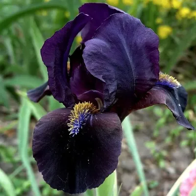 Ирис сибирский Black Joker - Ирис - GardenPlants