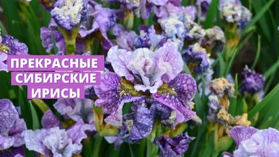 Ирис сибирский (Iris sibirica `Tumble Bug`) - Ирис сибирский - Ирис -  Многолетники - Каталог - LESKOVO-PITOMNIK.ru