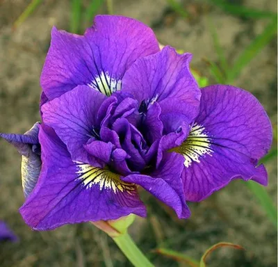 Iris sibirica'Kabluey' - Ирис сибирский - Питомник растений Петербург