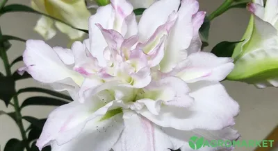 Махровые лилии: ТОП-10 сортов для вашего сада - Agro-Market