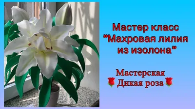 Лотос: 9 махровых лилий - Доставкой цветов в Москве! 7420 товаров! Цены от  487 руб. Цветы Тут
