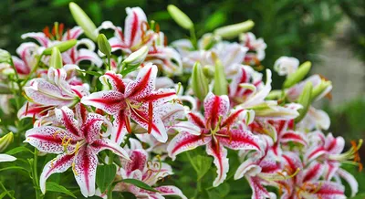 Лилия махровая восточная Белоснежный Лотус Lilium double oriental Lotus  Pure - купить луковицы цветов с доставкой по Украине в магазине Добродар