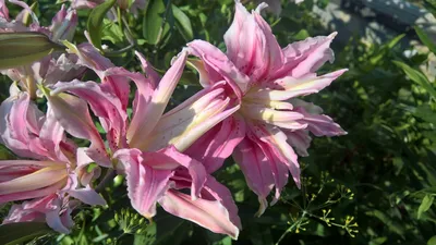 Лилия махровая восточная Королева Лотус Lilium double oriental Lotus Queen  - купить луковицы цветов с доставкой по Украине в магазине Добродар