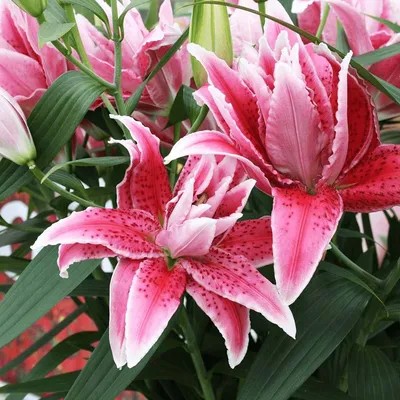 Лилия азиатская махровая Элоди - «Лилия Элоди -украшение цветника и  неприхотливый в уходе цветок.» | отзывы