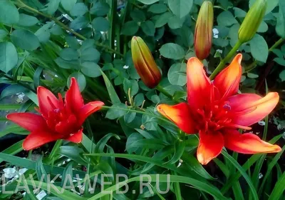 Саженцы и рассада лилии азиатской махровой Церес (Lilium asiatic Ceres)  отличаются повышенной стойкостью и хорошо приспосабливаются к  неблагоприятным условиям. Время цветения – июнь-август. Этот вид лилии  очень эффектен, цветы – махровые, с