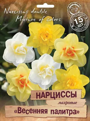 Галерея Цветов Нарциссы махровые, многолетние луковичные цветы, 5 шт