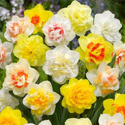 Нарцисс махровый Микс (Narcissus Double Mix) - Луковицы нарциссов - купить  недорого нарциссы в Москве в интернет-магазине Сад вашей мечты
