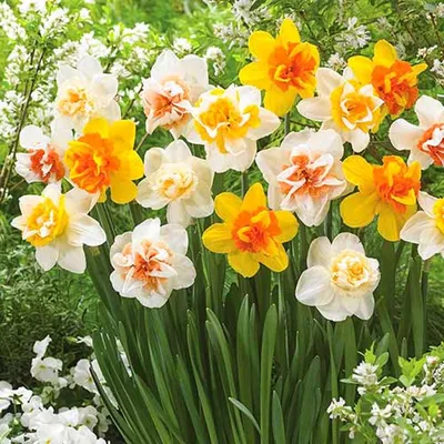 Купить рассаду Нарциссы махровые 4 вида, 200 шт, арт. DON-215. Рассада  цветов с доставкой.
