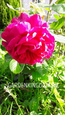 Мускусные розы – сладкие грезы | Блог интернет-магазина Подворье