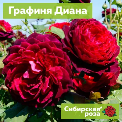 Роза (шиповник) махровая, розовые цветы