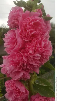 Топ-3 махровые розы для Вашего сада | Семена Алтая. Дачные советы от  Виктории Карелиной | Дзен